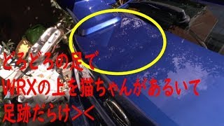 WRXが猫の足跡だらけ LOOX レインコートでコーティングしてみました