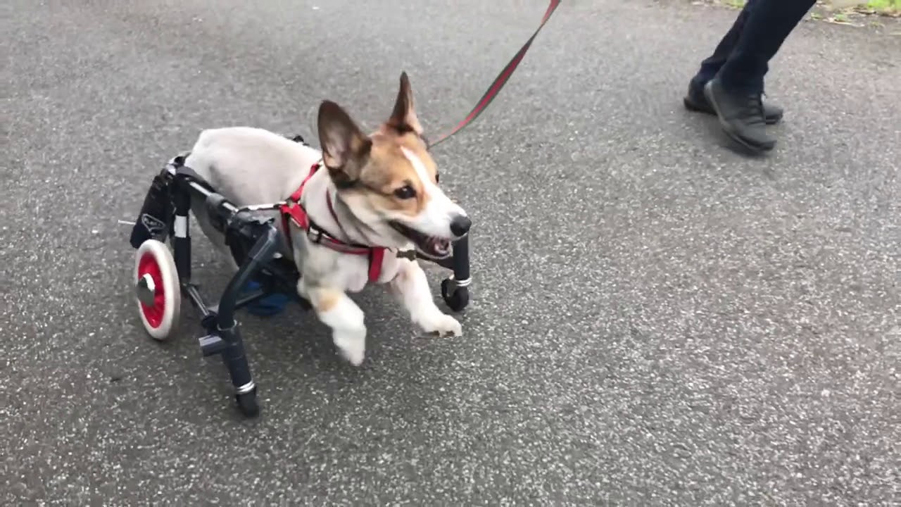 1559　チャコちゃん　コーギー　車椅子試乗車4輪