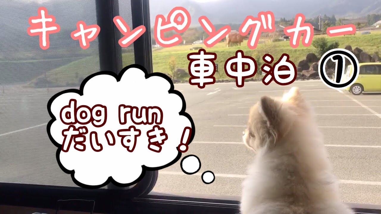 【キャンピングカー・車中泊・愛犬】次・何処行く？道の駅dog run！そして犬🐶フェス！