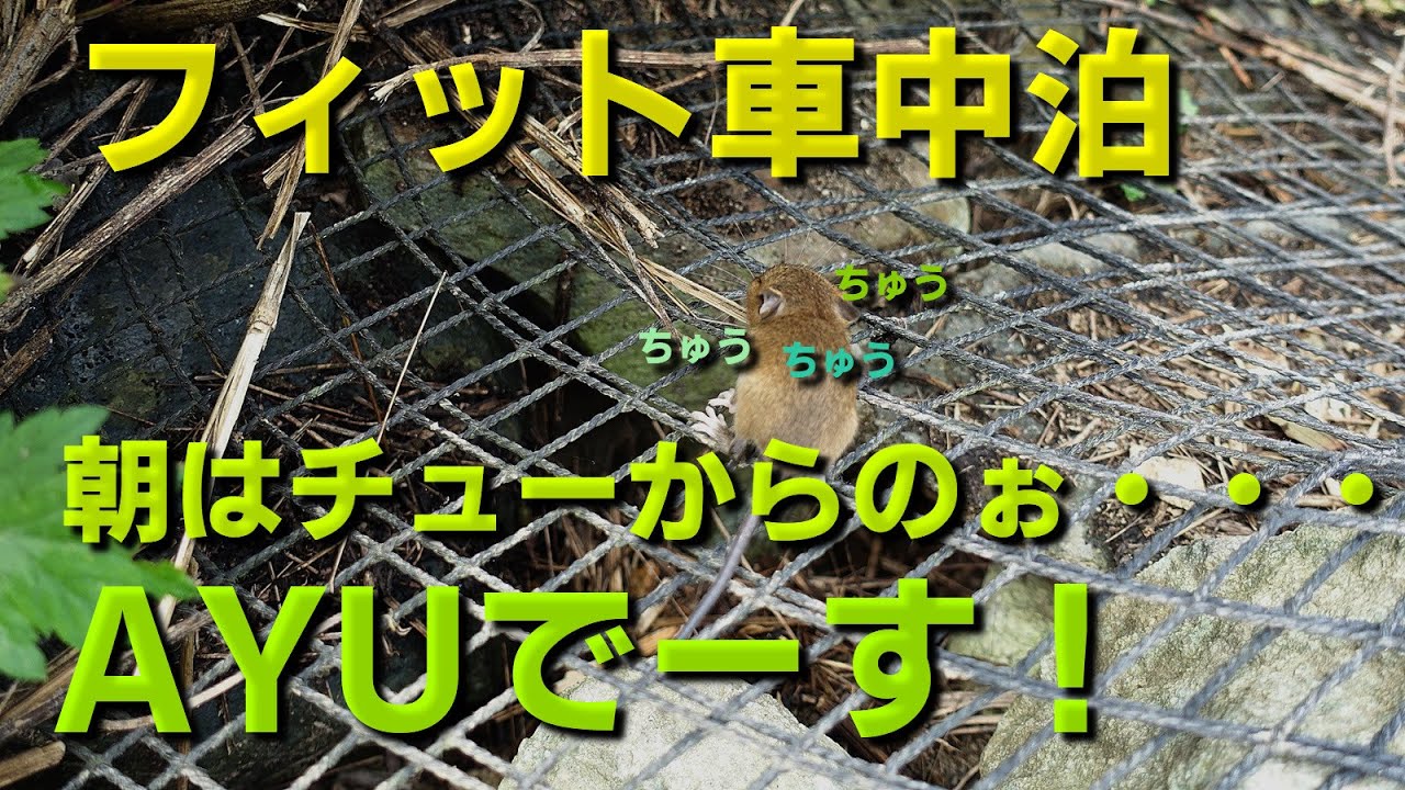 【フィット車中泊】朝になったらチューとアユでした！の巻